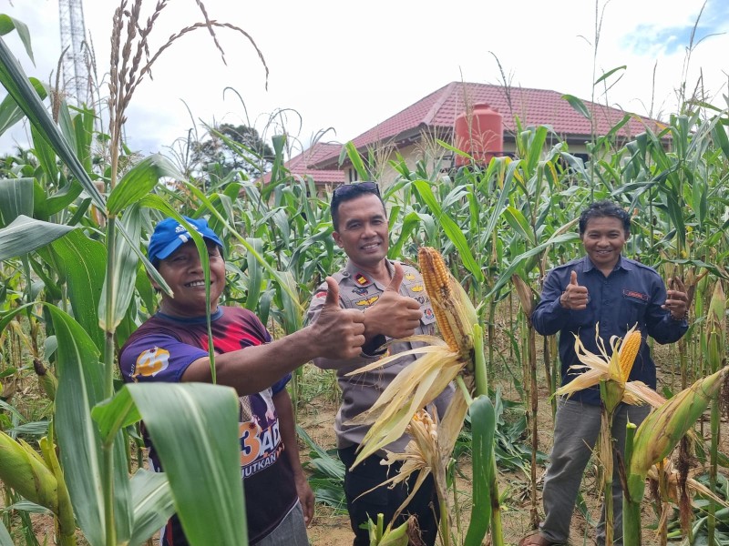 Sambang Personel Polres Inhu, Jagung Pipil Untuk Ketahanan Pangan Nasional