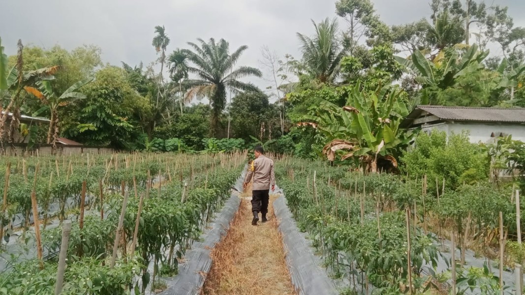 Lahan Pekarangan Disulap Jadi Kebun Cabai, Polisi Turun Beri Pendampingan