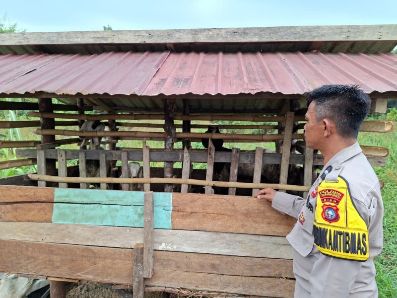 Kambing, Pekarangan, dan Asta Cita: Dari Sungai Akar, Ketahanan Pangan Dimulai dari Rumah