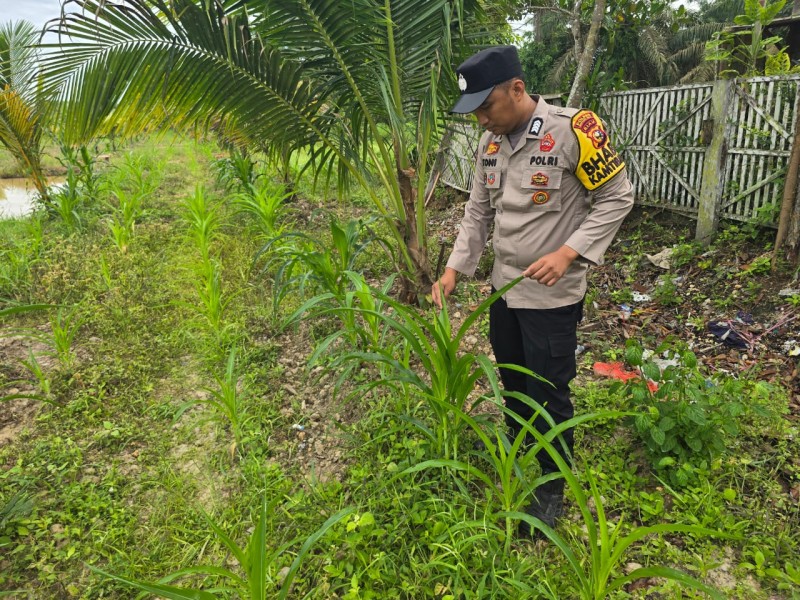 Bhabinkamtibmas Desa Petala Bumi Aktif Dorong Ketahanan Pangan Melalui Pemanfaatan Pekarangan Warga