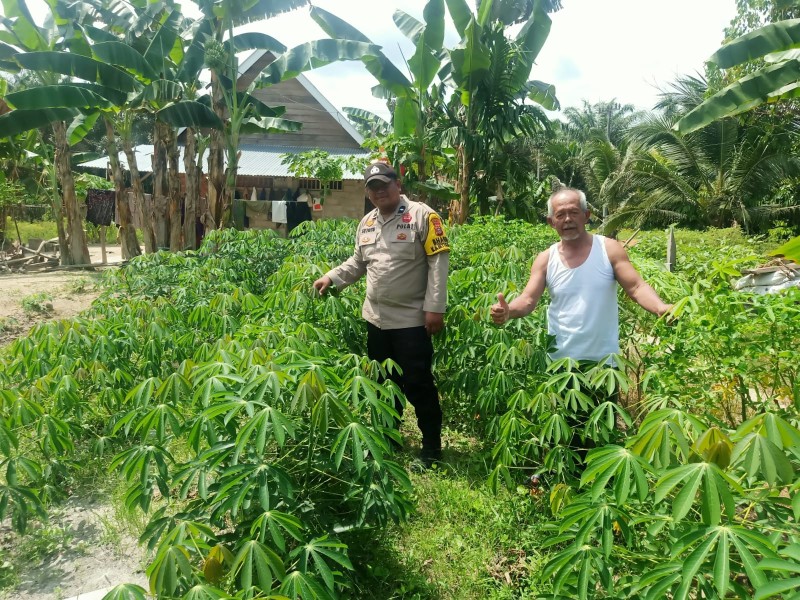 Aipda Suyoto Cek Kebun Terong dan Ubi Kayu Warga Pangkalan Kasai