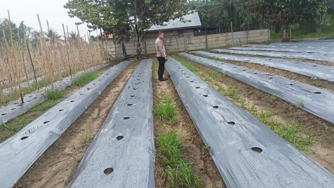 Polisi Turun ke Kebun! Polsek Seberida Ajak Warga Bandar Padang Tanam Pare Demi Ketahanan Pangan