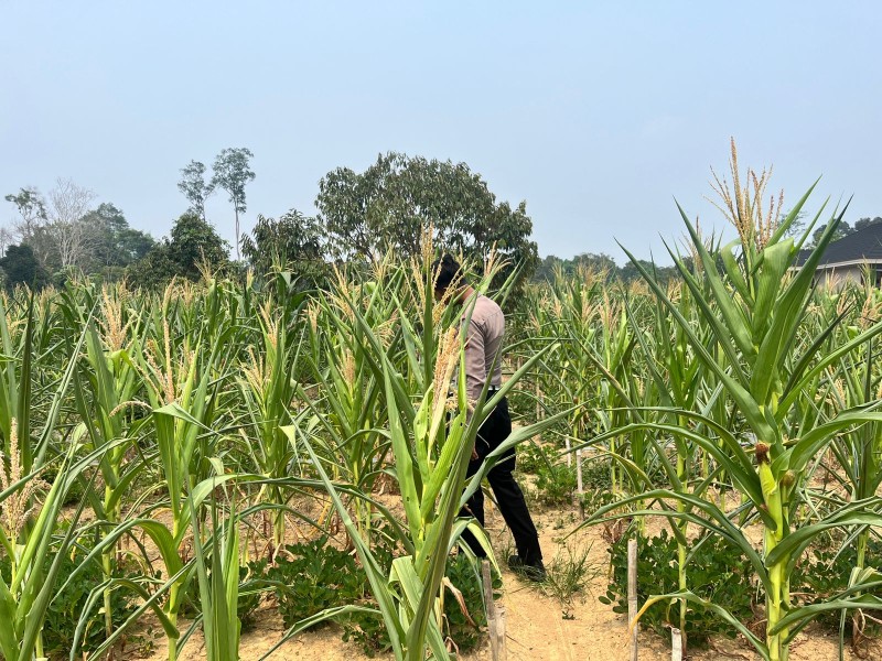 Kemarau Melanda, Tanaman Jagung di Desa Seberida Mulai Terdampak Kekeringan