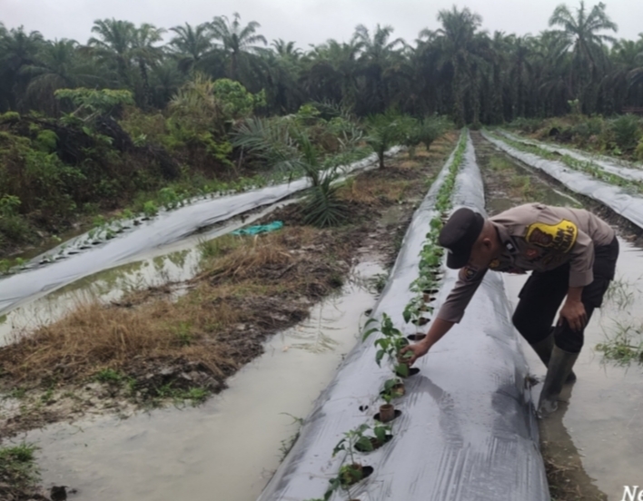 Polsek Seberida Kawal Warga Tanam Cabe di Lahan Sawit Desa Titian Resak
