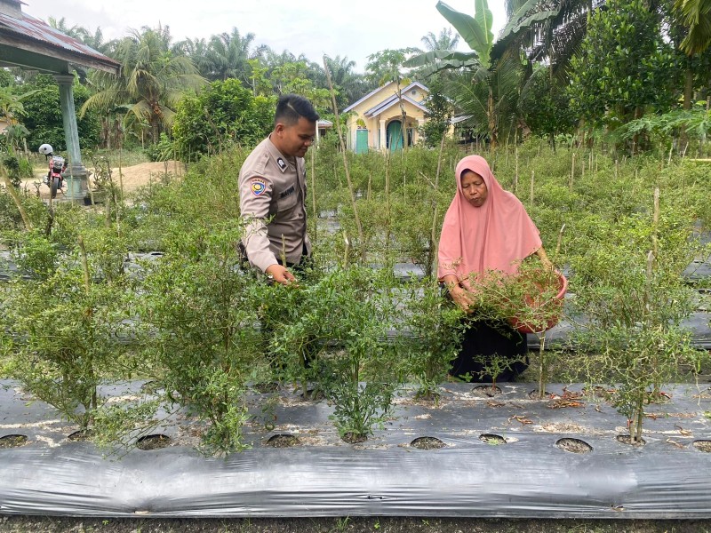 BRIGADIR Sandra Baiwa Sambangi Warga, Dorong Pertanian Rumah Tangga Produktif