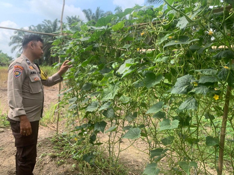 Briptu Syahrul Tinjau Pekarangan Bergizi di Desa Seberida, Dukung Ketahanan Pangan Nasional