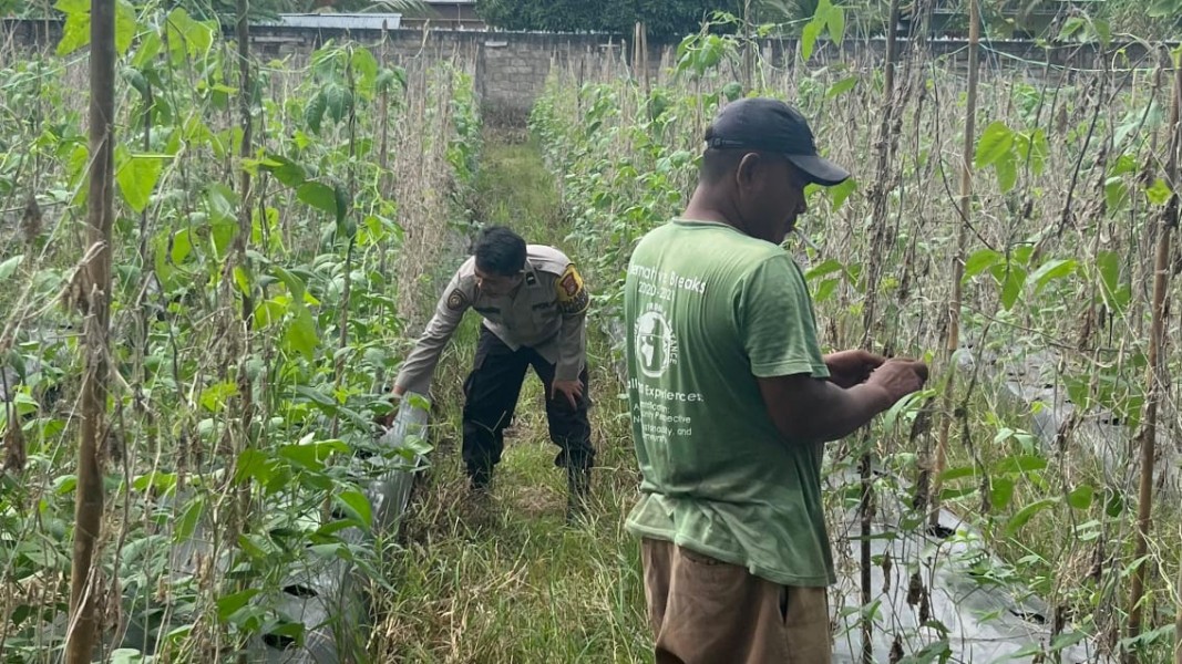 Dukung Ketahanan Pangan Nasional, Bhabinkamtibmas Polsek Seberida Sambangi Petani Kacang Panjang di Desa Beligan