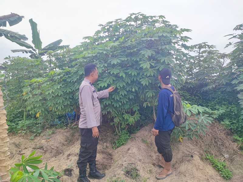 Budidaya Ubi Kayu Jadi Fokus Dukungan Ketahanan Pangan di Desa Bukit Meranti