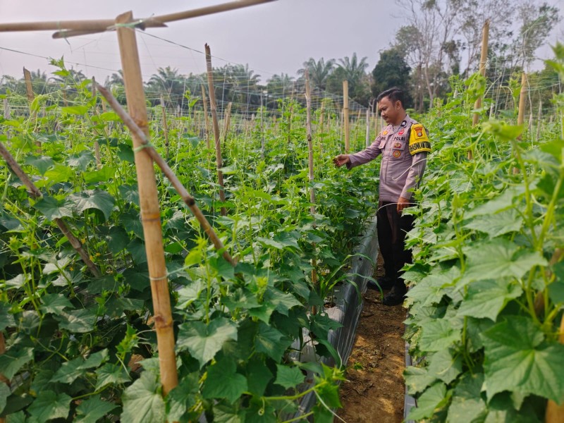 Keren! Pekarangan Warga Seberida Jadi Kebun Pangan, Polisi Ikut Pantau