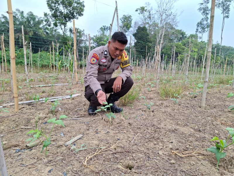Dukung Asta Cita Presiden, Polres Inhu Tinjau Pekarangan Pangan Bergizi di Batang Gansal