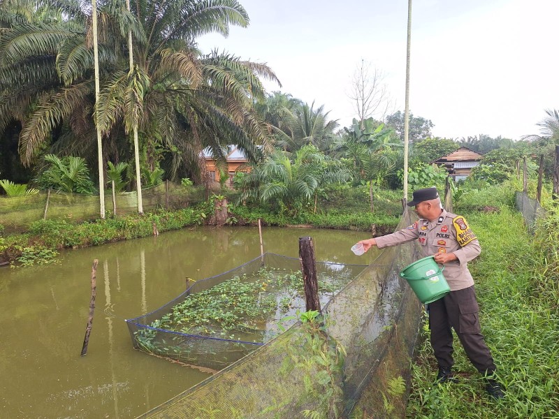 Dari Kolam Pekarangan ke Ketahanan Pangan: Bhabinkamtibmas Seberida Dorong Warga Kembangkan Budidaya Ikan Nila