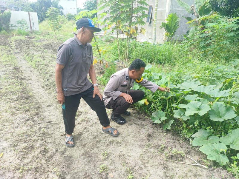 Tanaman Labu Jadi Fokus Program Ketahanan Pangan di Desa Bukit Meranti