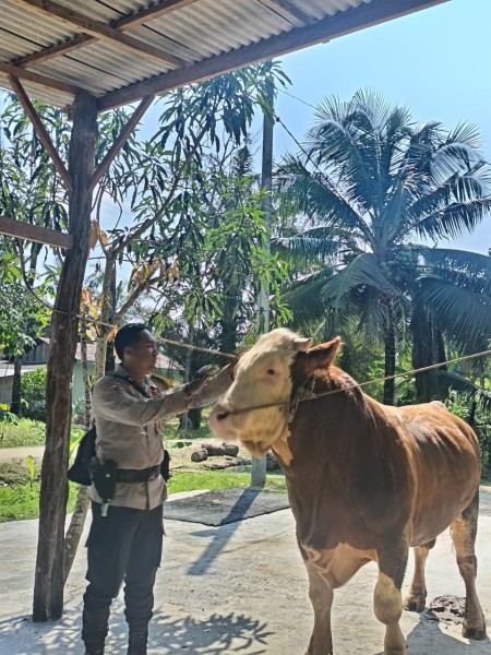 Keren! Sapi Milik Bhabinkamtibmas Polsek Seberida, Terpilih Jadi Hewan Kurban Presiden Prabowo di Indragiri Hulu
