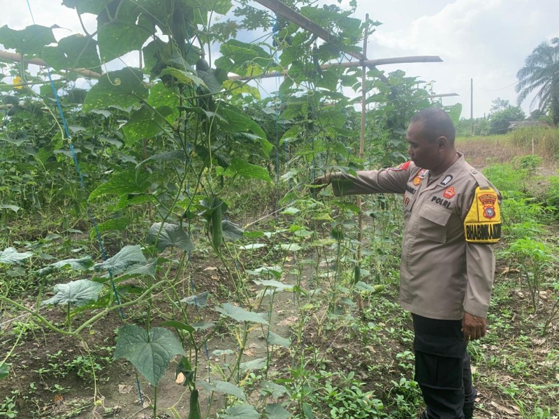 Pekarangan Jadi Sumber Pangan, Polsek Batang Gansal Pantau Kebun Mentimun Warga