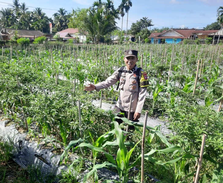 Bhabinkamtibmas Seberida Dorong Warga Kembangkan Pekarangan Produktif Demi Ketahanan Pangan