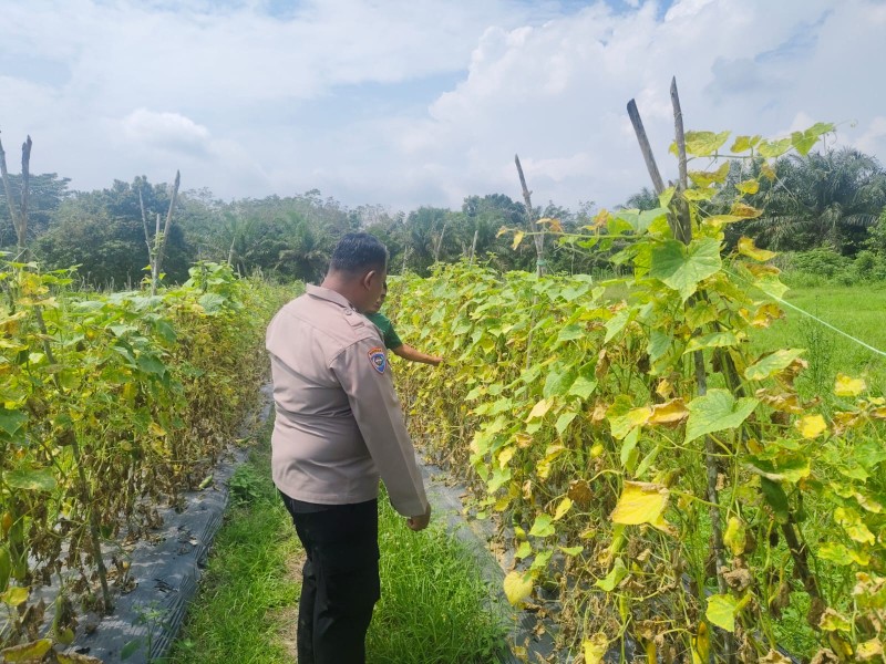 Dari Pekarangan ke Ketahanan Pangan, Bhabinkamtibmas Seberida Dampingi Warga Budidaya Timun