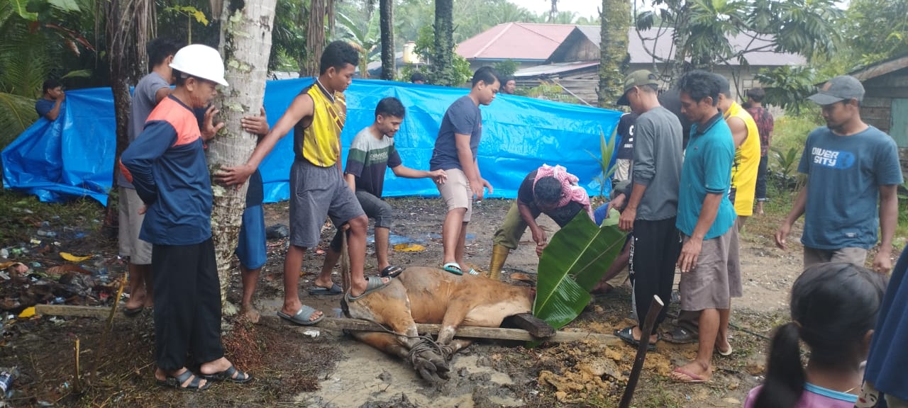 Mesjid LDII Nur Hudalloh dan Mesjid Fastabiqul Khairot Masing-masing Sembelih 4 Ekor Sapi