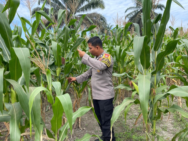 Cuaca Ganggu Pertumbuhan Jagung, Polisi Tetap Dampingi Petani di Batang Gansal