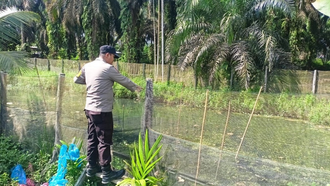 Dari Pekarangan ke Kolam Patin, Langkah Kecil Warga Bandar Padang Menjaga Ketahanan Pangan Negeri