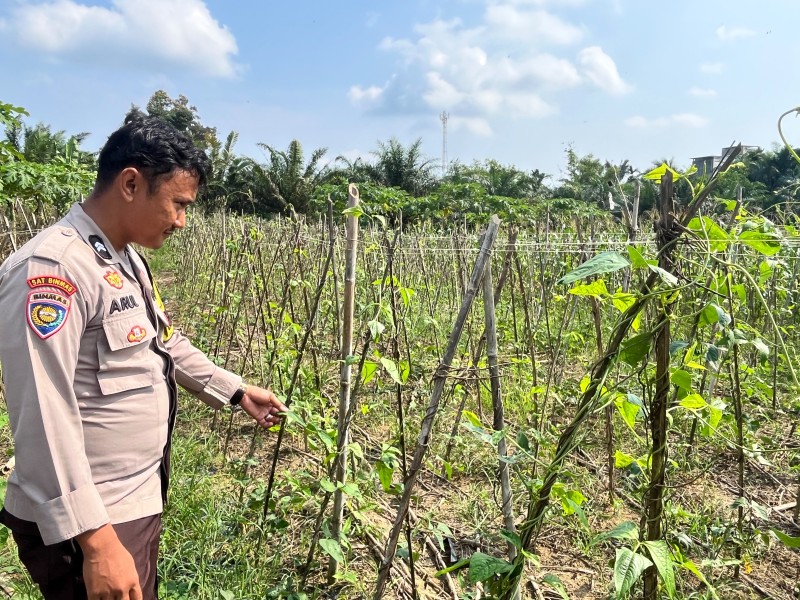 Polisi Sambangi Pekarangan Warga, Tanaman Kacang Panjang Jadi Andalan Ketahanan Pangan di Batang Gansal