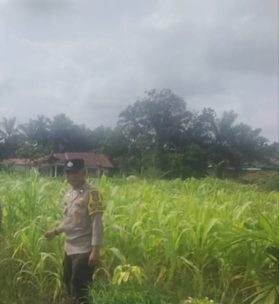 Gerakan Ketahanan Pangan Terus Digencarkan, Bhabinkamtibmas Sambangi Petani Jagung Manis