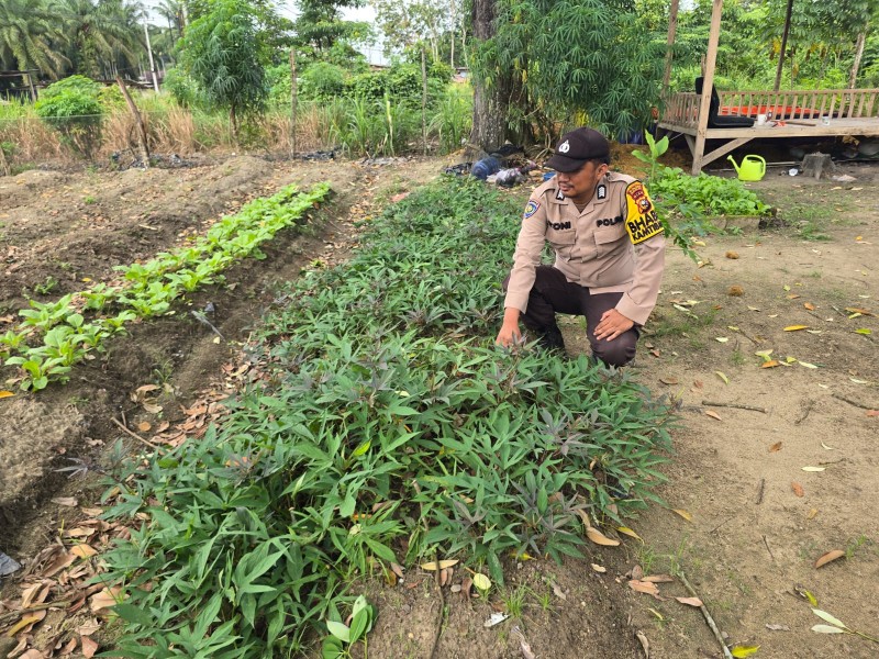 Bhabinkamtibmas Desa Petala Bumi Dorong Pemanfaatan Pekarangan untuk Ketahanan Pangan Nasional