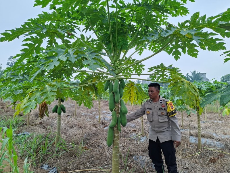 Pekarangan Bergizi Jadi Andalan Ketahanan Pangan, Polsek Batang Gansal Tinjau Kebun Pepaya Warga