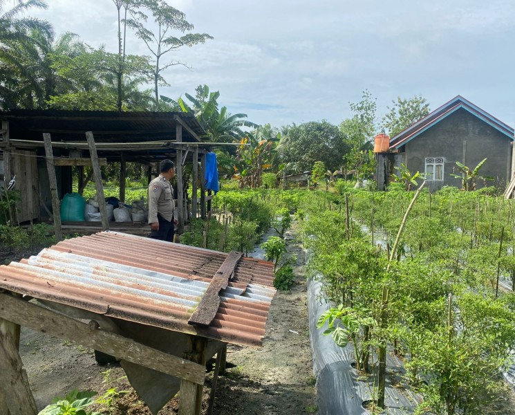 Ketahanan Pangan dari Pekarangan Rumah, Ini Langkah Bhabinkamtibmas Payarumbai