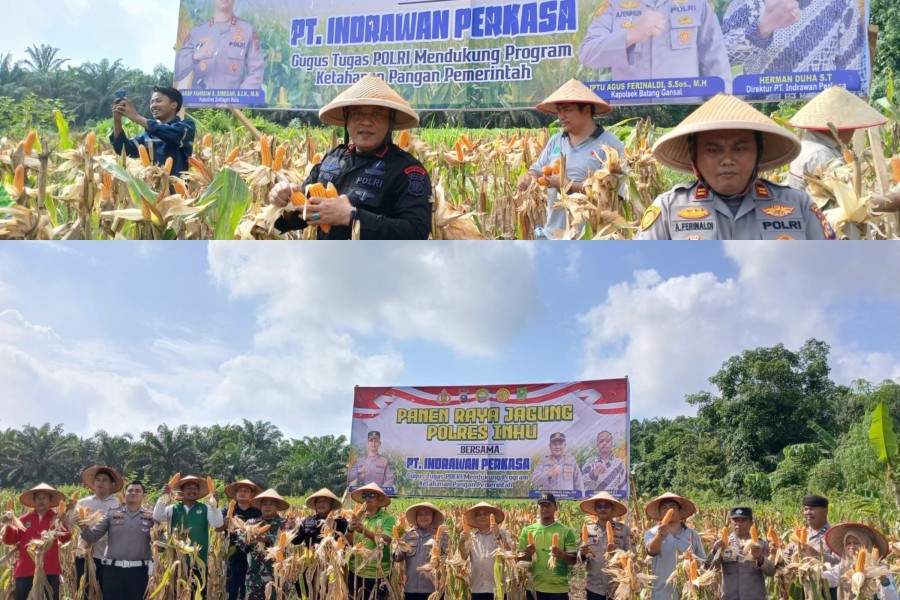 Kapolsek Batang Gansal Hadiri Panen Raya Jagung Pipil Dukung Program Ketahanan Pangan