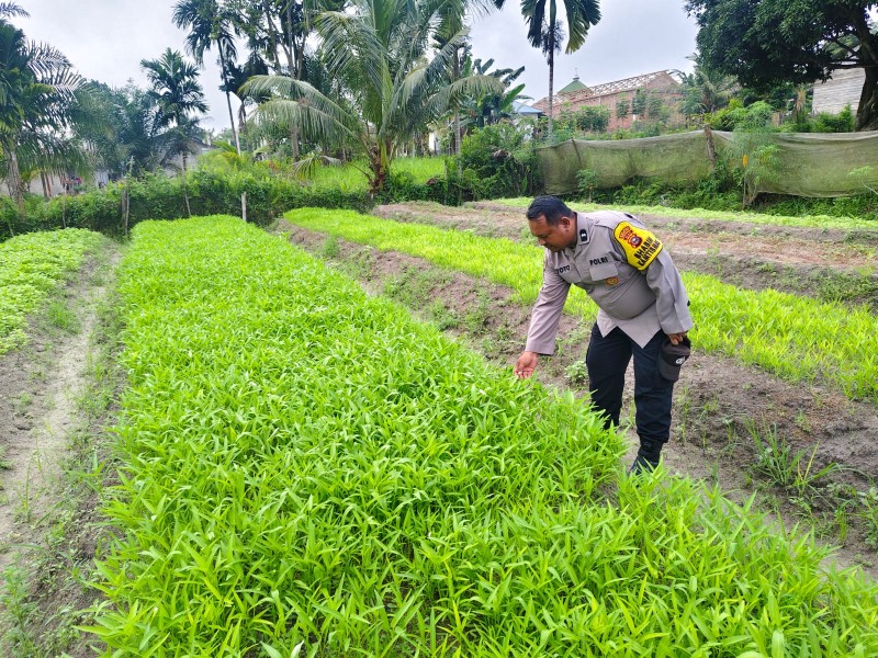 Bhabinkamtibmas Kelurahan Pangkalan Kasai Aktif Dorong Ketahanan Pangan Melalui Pemanfaatan Pekarangan Warga