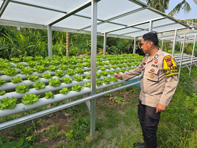 Bhabinkamtibmas Seberida Dorong Warga Manfaatkan Pekarangan Tanam Selada Dukung Ketahanan Pangan Nasional
