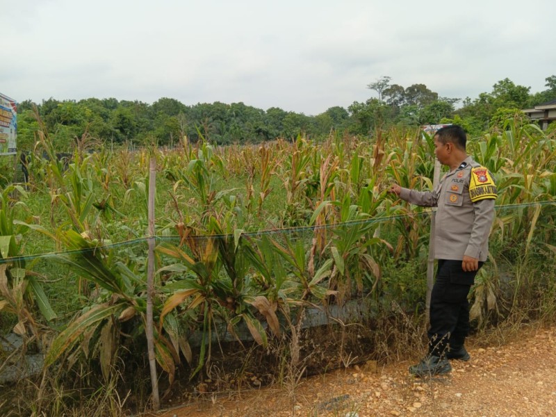 Polisi Cek Pertumbuhan Jagung di Seberida, Dukung Ketahanan Pangan 2026