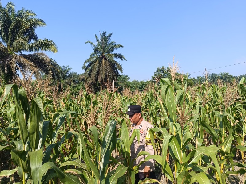 Cuaca Panas Jadi Tantangan, Pertumbuhan Jagung di Batang Gansal Tetap Dipantau Polisi