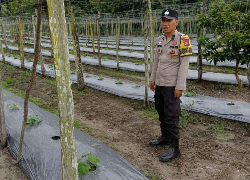 Polri Hadir di Tengah Petani, Bhabinkamtibmas Dorong Pertanian Mandiri di Seresam