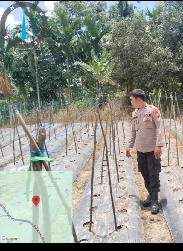 Polsek Batang Gansal Tinjau Lahan Pekarangan Bergizi di Desa Ringin, 800 Batang Timun Siap Ditanam Pertengahan Mei