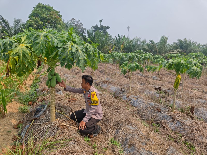 Tanah Kering, Pepaya Tetap Dipelihara: Ketahanan Pangan Diuji Kemarau
