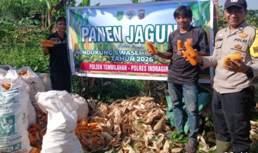 Bhabinkamtibmas Polsek Tembilahan Bersama Warga  Seteba Panen Jagung Bersama