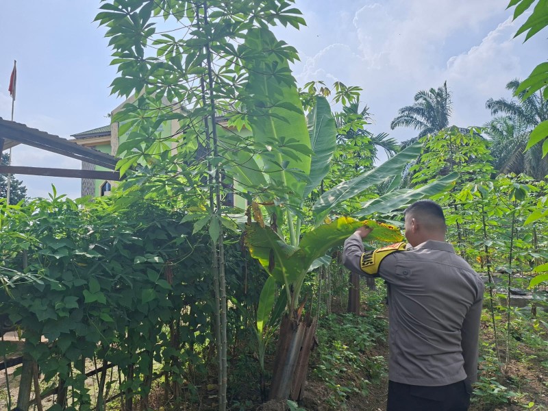 Tanaman Pisang di Pekarangan Warga Seberida Dapat Perhatian Bhabinkamtibmas