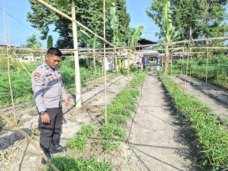 Dari Pekarangan Sederhana, Ketahanan Pangan Nasional Tumbuh di Batang Gansal