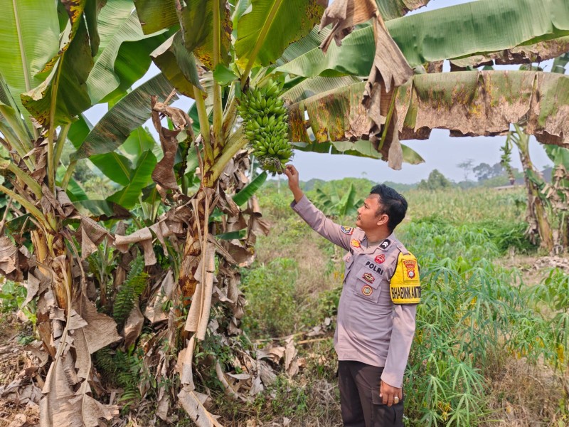 Pekarangan Pangan Bergizi Jadi Perhatian di Tengah Kemarau, Polsek Batang Gansal Pantau Tanaman Warga