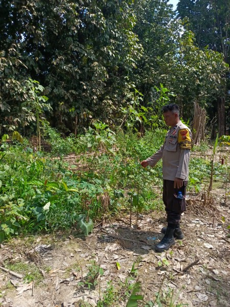 Program Pekarangan Bergizi di Talang Lakat Dapat Pendampingan Polsek Batang Gansal