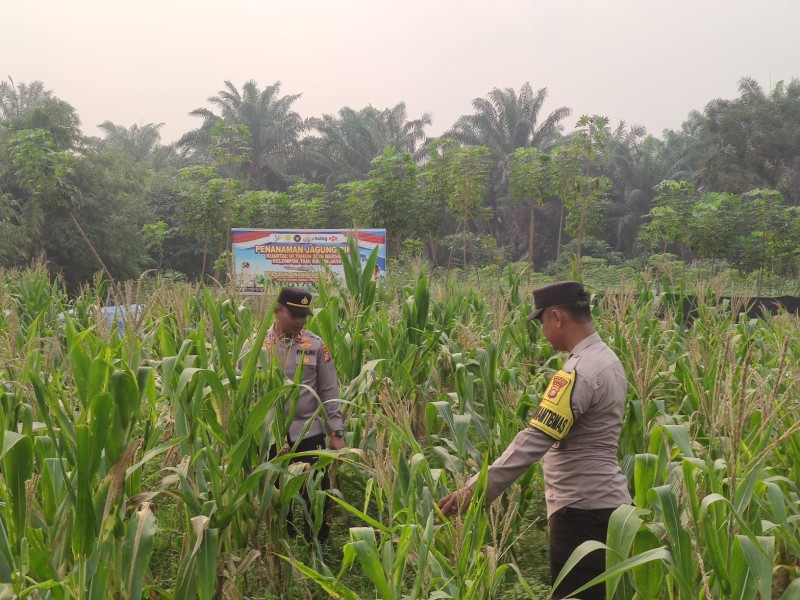 Masih di Tengah Kabut Asap, Polisi Cek Pertumbuhan Jagung 60 Hari di Seberida