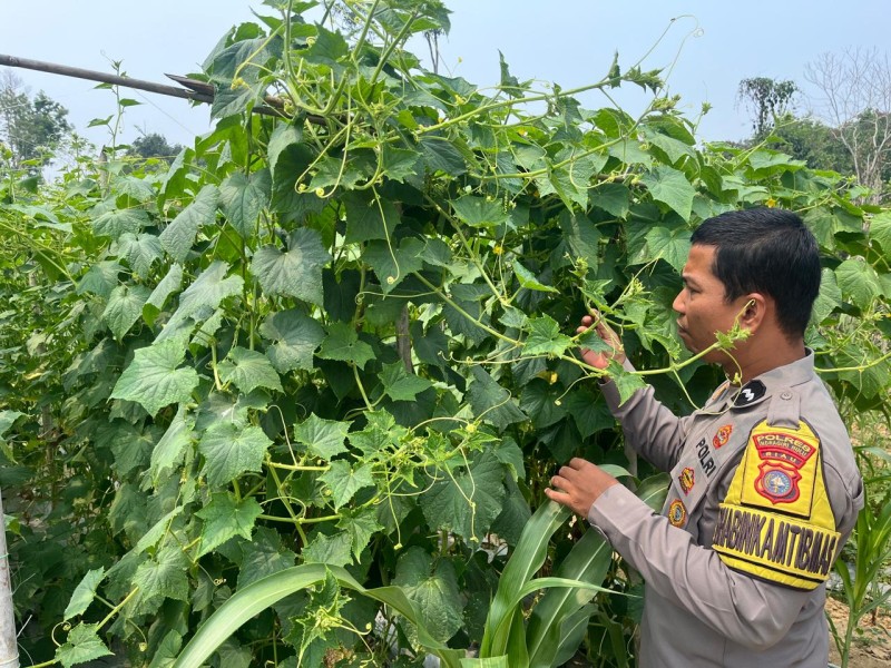 Tanaman Gambas Jadi Perhatian, Pekarangan Warga Seberida Didorong Jadi Sumber Pangan Bergizi