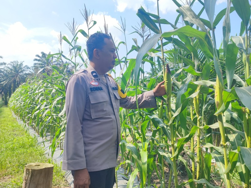 Jagung Tumpang Sari Binaan Polsek Seberida Tumbuh Subur, Jadi Bukti Dukungan Nyata Ketahanan Pangan