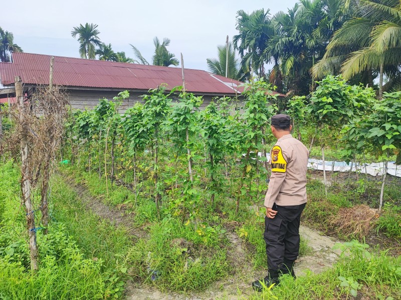 Polisi Menyapa Pekarangan Warga, Bhabinkamtibmas Desa Payarumbai Dorong Ketahanan Pangan dari Halaman Rumah