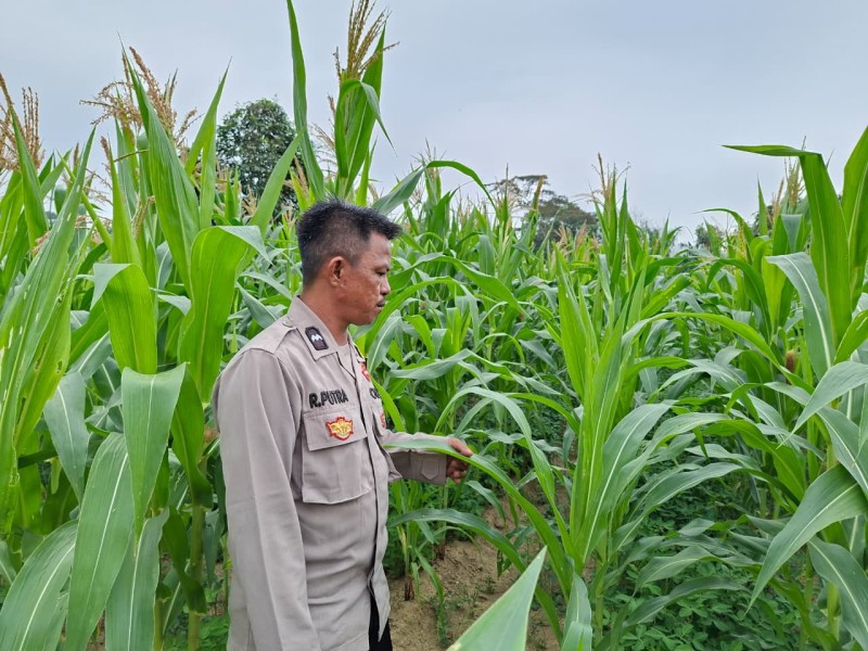 Dari Pekarangan Warga, Jagung Jadi Andalan Ketahanan Pangan Desa Sungai Akar