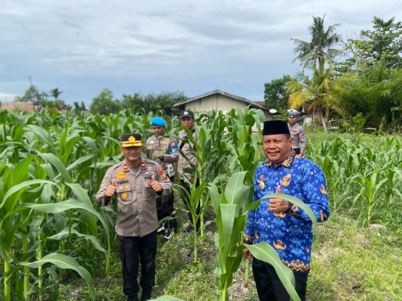 Program Ketahanan Pangan Melalui Tanaman Jagung Pipil di Desa Petalabumi Mulai Tunjukkan Hasil Positif