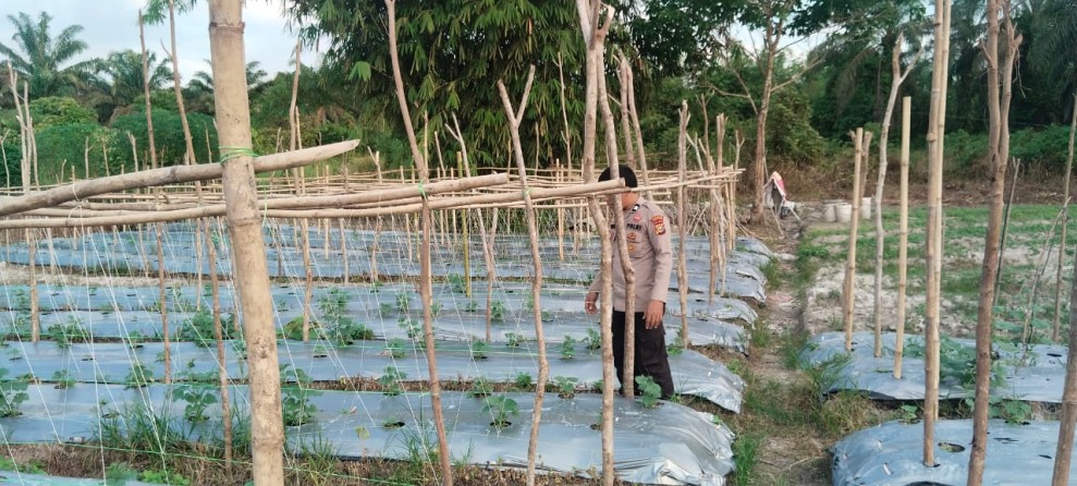 Kebun Timun 750 Batang di Desa Ringin Jadi Perhatian Polsek Batang Gansal