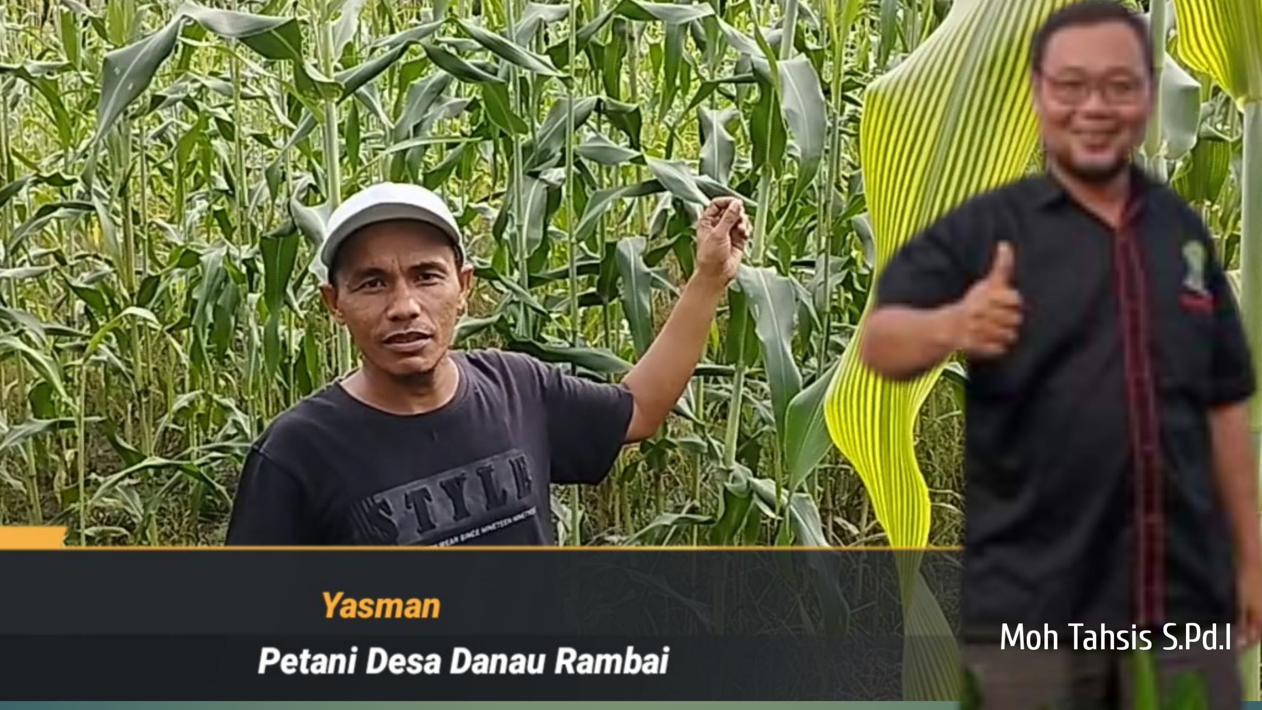 Sorgum Sudah Ada di Inhu, Ternyata Banyak Sekali Manfaatnya