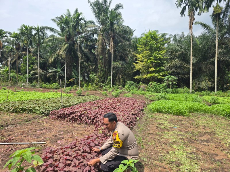 Bhabinkamtibmas Polsek Seberida Ajak Warga Manfaatkan Pekarangan, Dukung Ketahanan Pangan Nasional